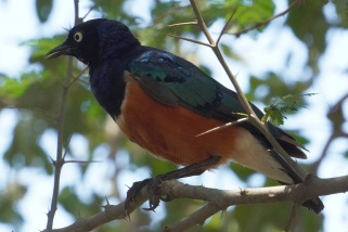 Lamprotornis superbus - Dreifarben-Glanzstar